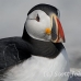 puffin_atlantic_msi_h_1402_can1023.jpg